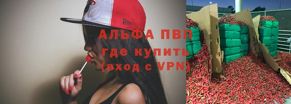 стаф Алзамай